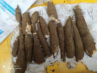 YUCA DE EXCELENTE CALIDAD