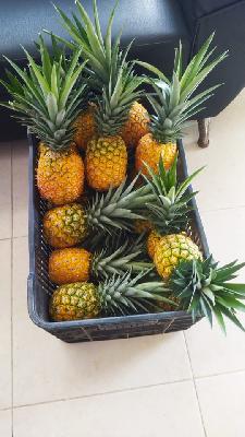 piña gold m2