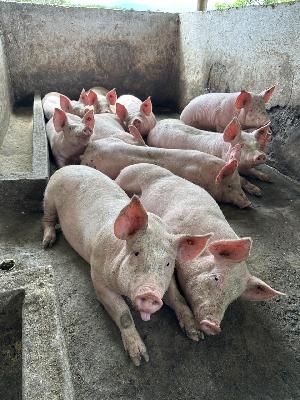 venta de cerdo pietrain en pie 