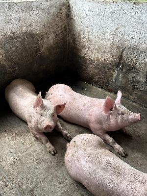 venta de cerdo pietrain en pie