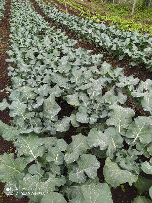 Hortalizas orgánicas 