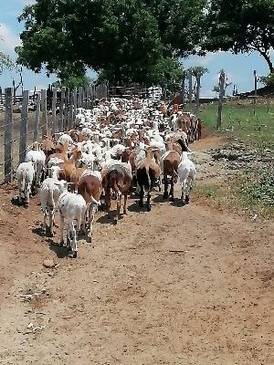 Venta de ovinos 