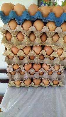 Huevos de gallina