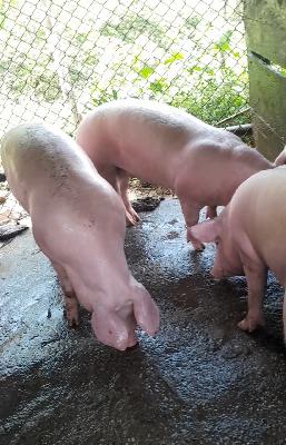 5 lechones cebados para la venta. WhatsApp 3224234348