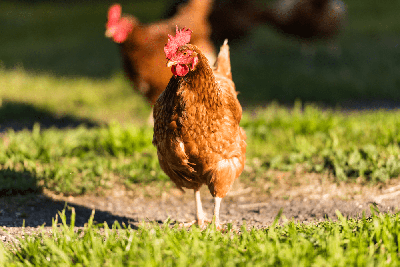 Gallina Campesina 